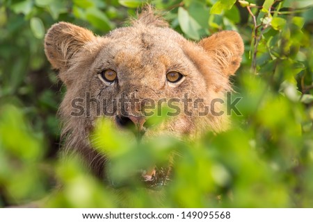 Angry lion stare through leaves ready to kill intruder