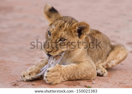 Cute lion cub playing on sand in the Kalahari closeup