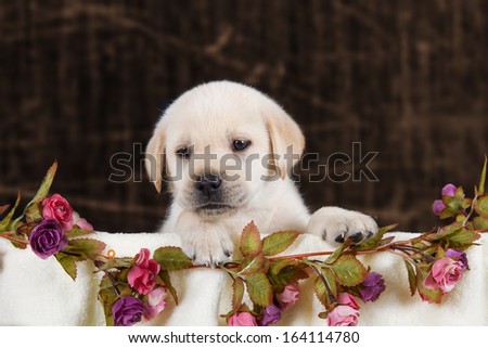 Small labrador puppy with flowers in blanket on brown pattern background studio