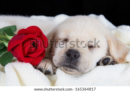 Labrador puppy sleeping on blanket with red rose studio shot