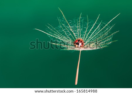 Red lady bug sit on a wet floating dandeline in bright green sky
