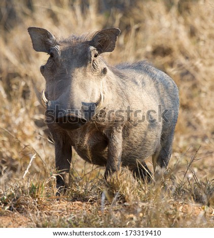 Fat warthog standing in dry grass looking out for danger