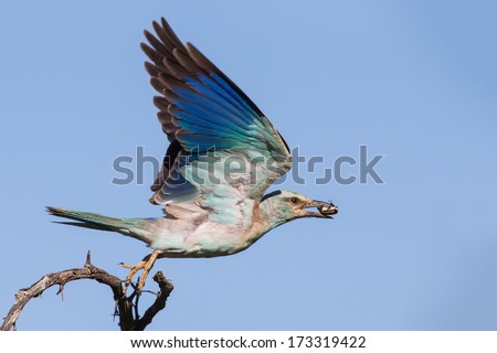 European roller with a bug in its beak take off from branch to eat it