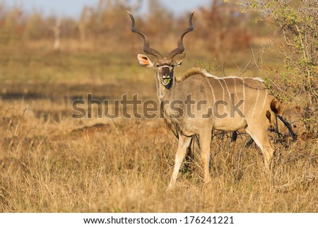 Large kudu bull with beautiful horns eating leaves from a thorn tree in morning sun