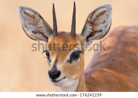 Close-up of steenbok ram head with beautiful horns detail standing in the shade