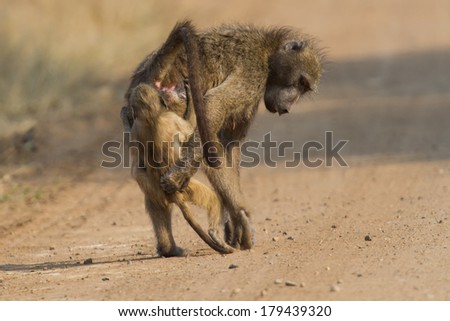 Baboon family play to strengthen bonds and having fun in nature