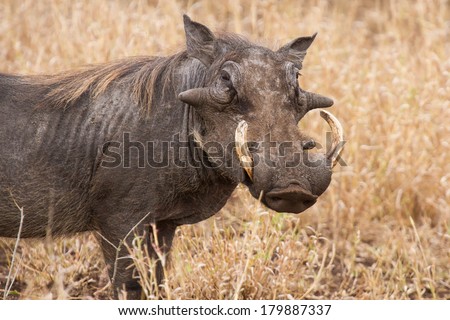 Old warthog standing in dry grass looking for something green to eat