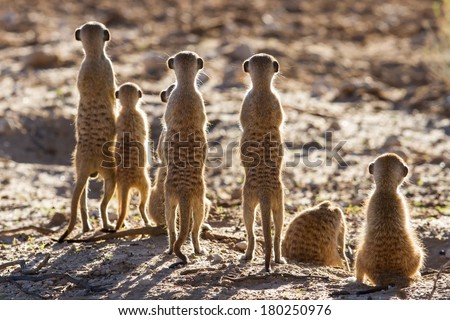 Suricate family standing in the early morning sun back lit looking for possible danger