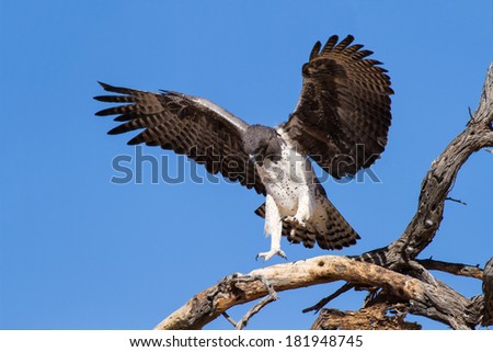 Majestic martial eagle landing in a dead tree after long flight in blue Kalahari sky
