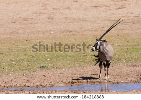Thirsty Oryx drinking water at pond in hot and dry desert sun