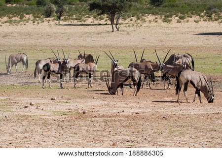 Thirsty Oryx drinking water at pond in hot and dry desert sun