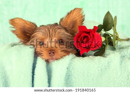 Tired cute little Yorkshire terrier resting on a soft green bed with red flower