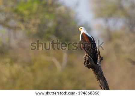 Magical lone fish eagle sit in a tree in african sun