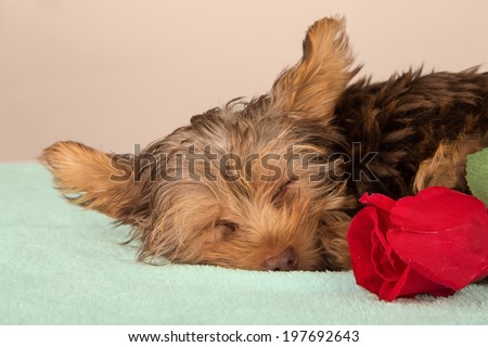 Tired cute little Yorkshire terrier resting on a soft bed with red flower