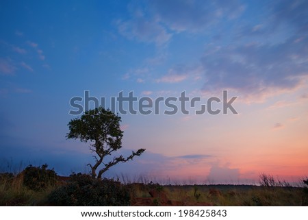Magical sunset in Africa with a lone tree on a hill and thin clouds