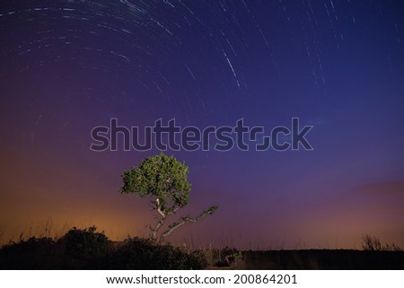 Star trails at night and tree in the foreground painted with light