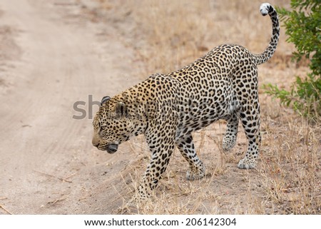 Big strong male leopard walking in nature to mark his territory