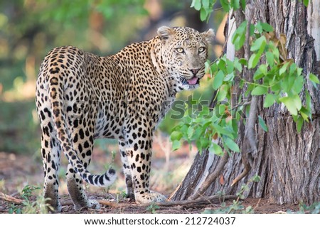 Large male leopard busy marking his territory on tree looking back
