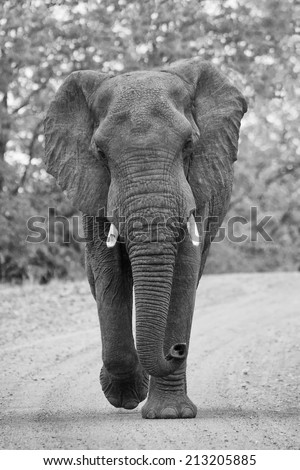 Angry and dangerous elephant bull charge along a dirt road artistic conversion