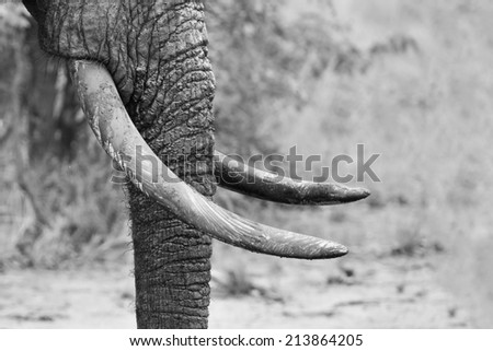 Muddy elephant trunk and tusks close-up in artistic black and white conversion