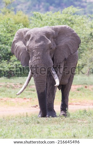 Huge elephant bull walking in the hot sun away from water to feed