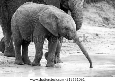 Elephant family drinking water to quench their thirst on a very hot day artistic conversion