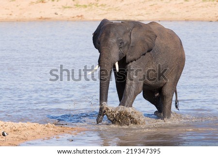 Elephant walking in water to have a drink and cool down on a hot day