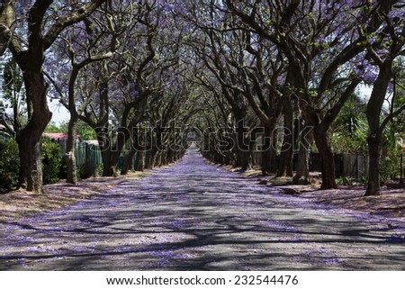 Suburban road with line of jacaranda trees and small flowers making a carpet