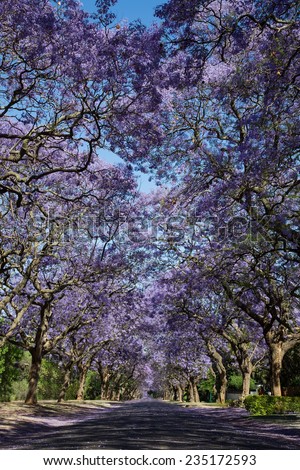 Suburban road with line of jacaranda trees and small branch with flowers on