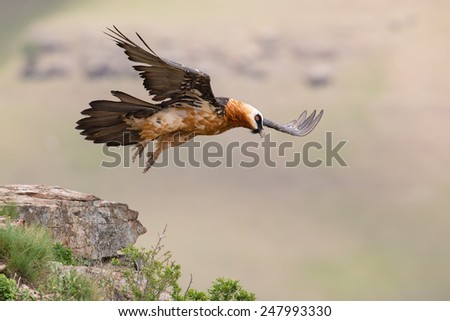 Adult bearded vulture take off from a mountain after finding food