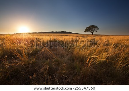 Magical sunset in Africa with a lone tree on a hill and no clouds
