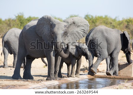 Elephant calf drinking water on a dry and hot day