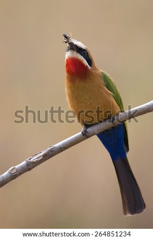 White fronted bee eater sitting on a branch to hunt for insects