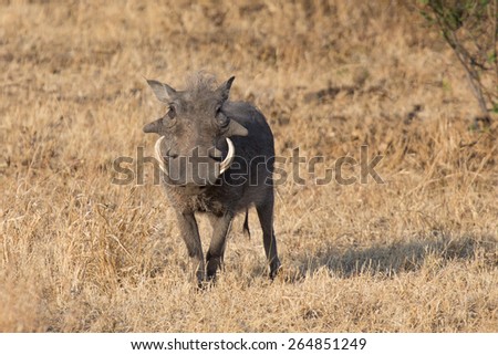 Warthog with big teeth walking among dry short grass