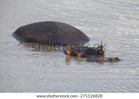 Family of hippos resting in the water on a hot day