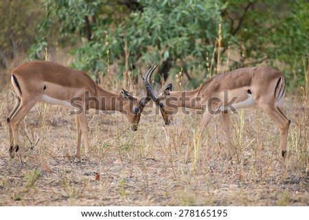Two male impala fight in for the herd with the best territory