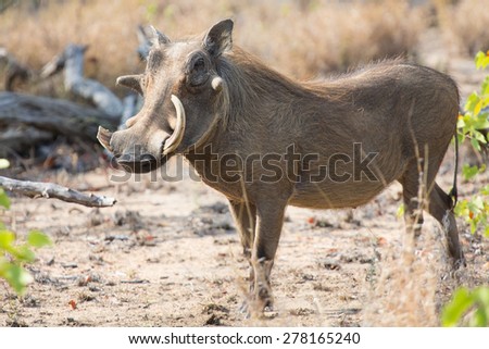 Warthog with big teeth walking among dry short grass