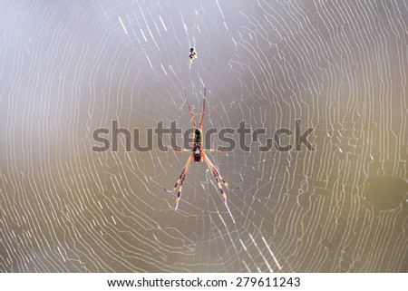 Golden orb spider sit on a web waiting for insects in the morning sun