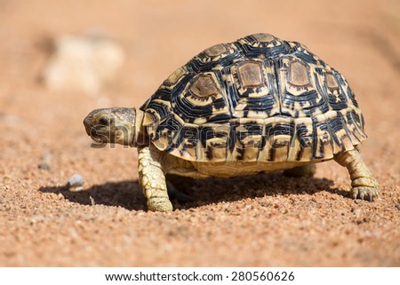 Leopard tortoise walking slowly on sand with his protective shell