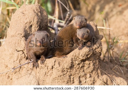 Dwarf mongoose family enjoy the safety of their burrow