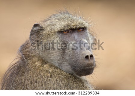 Close-up portrait of a Chacma baboon head staring into the distance