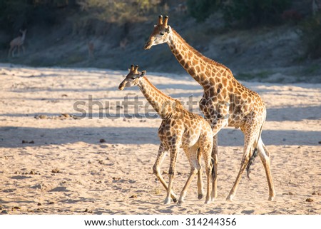 Two giraffe crossing a dry river bed looking for fresh trees
