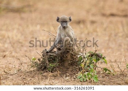 Playful and young baboon looking for trouble in nature
