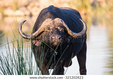 Thirsty Cape buffalo bull drinking water from a pond