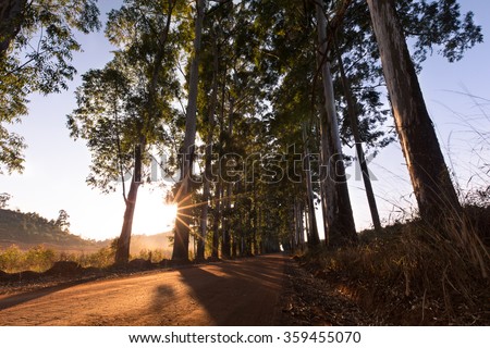 Narrow lane of eucalyptus trees with dust on a dirt road