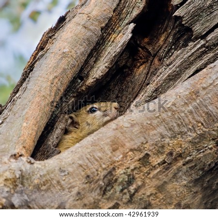 Squirrel hiding in his hole