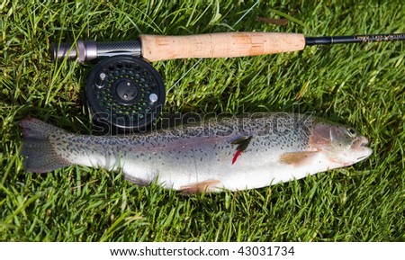Caught Rainbow Trout with fly and rod