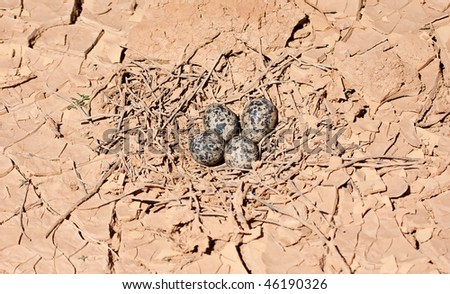 Nest with eggs in cracked dry mud