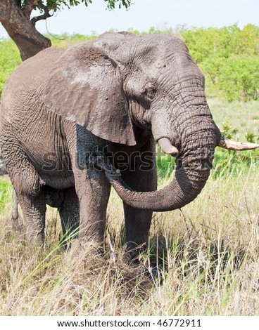 African Elephant having a mud bath to cool down in the hot sun