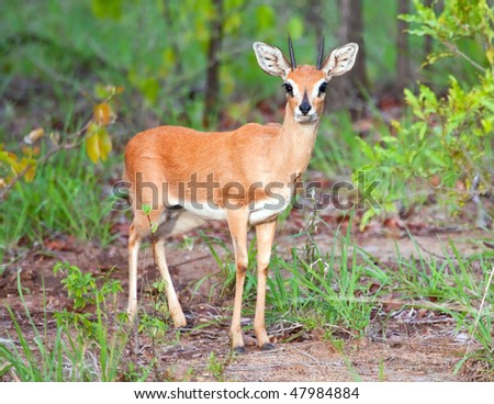 Steenbok standing in the bush, cautiously looking for danger
